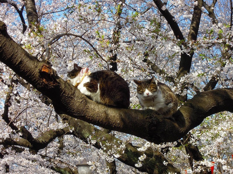 anshinanzenyaのブログ-桜と猫